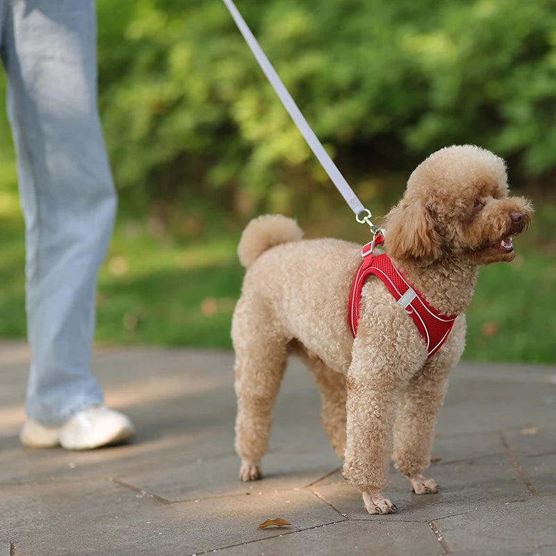 Dog Harness Leash Set for Small Dogs