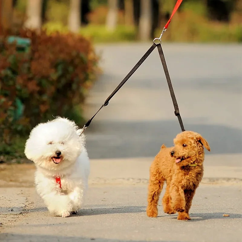 Outdoor Walking Two Dogs Leash