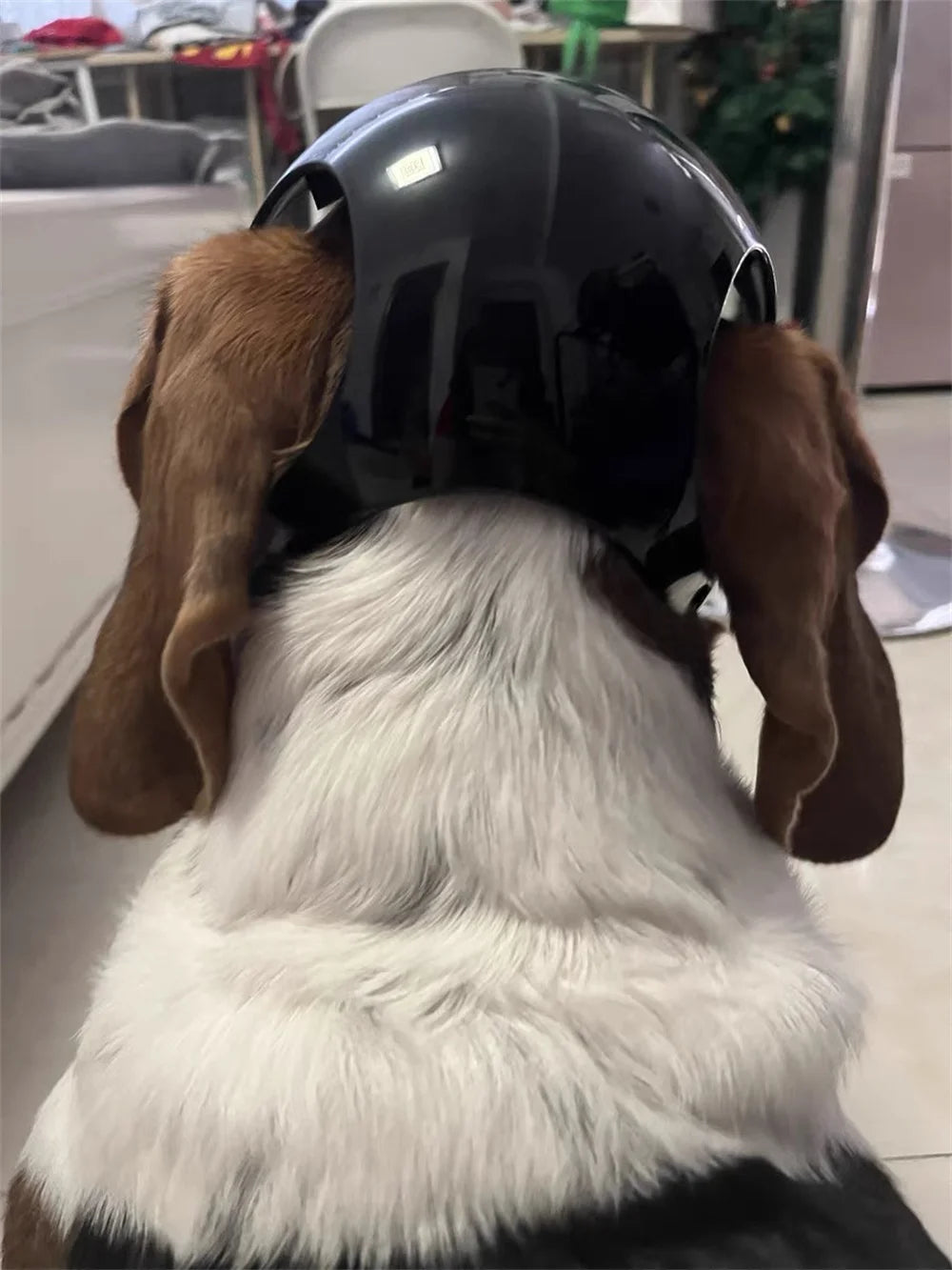 Cool Pet Dog Safety Helmet for Small Medium Dogs