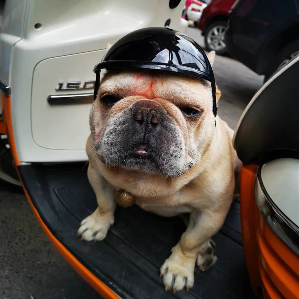 Cool Pet Dog Safety Helmet for Small Medium Dogs