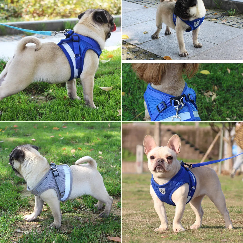 Quality Dog Harness And Leash