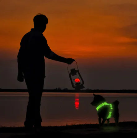 GlowPaws LED Dog Harness